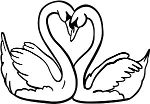 swans illustration